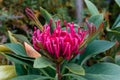 Close up of bright red waratah flower in bloom Royalty Free Stock Photo