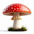 Close up Bright Red and White Toadstool Mushroom on Green Grass Isolated on White Royalty Free Stock Photo