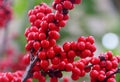Bright red Winterberry Holly `Maryland Beauty` plant