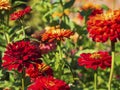 Close-up of bright red zinnia flowers blooming on a blurry background of flowers and leaves in a flower garden. Marigolds grow on Royalty Free Stock Photo