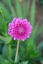 A close up of deep rose pink dahlia of the 'Sandra' variety (ball type) in the garden