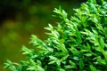 Close-up of bright shiny wet young green foliage of boxwood Buxus sempervirens as the perfect backdrop for any natural theme Royalty Free Stock Photo