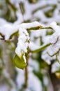 Close-up of a bright snow-covered branch of a tree or bush with a softly blurred background