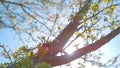 CLOSE UP: Bright spring sunshine illuminates gorgeous tree with white blossoms