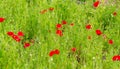 Close-up of bright vivid red poppy flower in bloom, set against green background Royalty Free Stock Photo