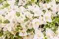 Closeup of bright white bougainvillea blossoms as a background Royalty Free Stock Photo