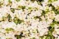 Closeup of bright white bougainvillea blossoms as a background Royalty Free Stock Photo