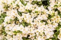 Closeup of bright white bougainvillea blossoms as a background,Floral background