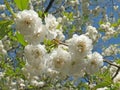 Close up of bright white cherry blossoms in april with bright green new leafs and blue spring sky Royalty Free Stock Photo