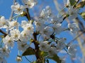 Close up of bright white spring apple blossom flowers and spring leaves against a sunlit blue sky Royalty Free Stock Photo