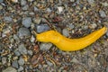 Close up of bright yellow Banana Slug on the forest floor, California Royalty Free Stock Photo