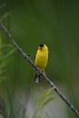 Male American Goldfinch bird perched on a branch Royalty Free Stock Photo