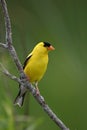 Male American Goldfinch bird perched on a branch Royalty Free Stock Photo