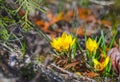 Close up of bright yellow blooming golden crocuses, first spring flowers. Beautiful spring background with copy space. Low key. Royalty Free Stock Photo