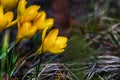 Close up of bright yellow blooming golden crocuses, first spring flowers. Beautiful spring background with copy space. Low key. Royalty Free Stock Photo