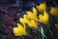 Close up of bright yellow blooming golden crocuses, first spring flowers. Beautiful spring background with copy space. Low key. Royalty Free Stock Photo