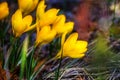 Close up of bright yellow blooming golden crocuses, first spring flowers. Beautiful spring background with copy space. Low key. Royalty Free Stock Photo