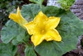 Close-up of a bright yellow blooming pumpkin flower with details and large green leaves in the Royalty Free Stock Photo