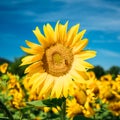 Close up of bright yellow bloomng sunflowers field in sunny summ Royalty Free Stock Photo