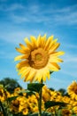 Close up of bright yellow bloomng sunflowers field in sunny summ Royalty Free Stock Photo