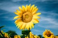 Close up of bright yellow bloomng sunflowers field in sunny summ Royalty Free Stock Photo