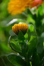 Close up of a Bright Yellow Calendula Officinalis or Marigold Flower by Maria Rutkovska Royalty Free Stock Photo