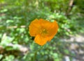 Yellow California Poppy flower on green background. Royalty Free Stock Photo