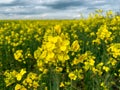 Close up bright yellow Canola flower over blurred background. Rapeseed flowers in the field.