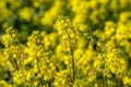 Canola Crops Royalty Free Stock Photo