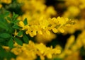 Close up of the bright yellow color of Broom `Genista Spachiana` flowers