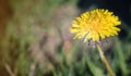 Close up of bright yellow dandelion flower in the meadow, close up, copy space. Royalty Free Stock Photo