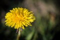 Close up of bright yellow dandelion flower in the field. Royalty Free Stock Photo