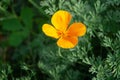 Close-up bright yellow flower of Eschscholzia californica California poppy, golden poppy, California sunlight Royalty Free Stock Photo