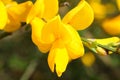 Close-up of the bright yellow flowers of common broom, also known as Scotch broom Royalty Free Stock Photo