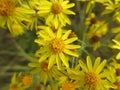 A close up of bright yellow flowers of the Jacobaea vulgaris (Senecio jacobaea). Flowers of common ragwort Royalty Free Stock Photo