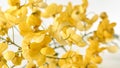 Close-up of bright yellow flowers of senna spectabilis plant