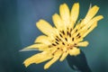 Close-up of a bright yellow Goatsbeard Salsify flower agains