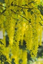 Close up of Golden Chain Tree