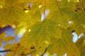 Close up of bright yellow and green leaves, with brown spots, on a Maple tree, in the fall, in Wisconsin