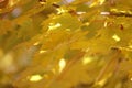 Close up of bright yellow and green leaves on a Maple tree, in the fall, in Wisconsin