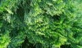 Close-up of bright yellow-green texture of natural greenery leaves of Thuja occidentalis Smaragd Royalty Free Stock Photo