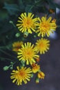Hieracium, known by the common name hawkweed and classically as hierakion flower Royalty Free Stock Photo