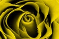 Close up of a bright yellow hybrid rose