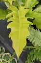 Close up of the bright yellow leaf of Philodendron Golden Crocodile