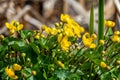 Close up of bright yellow marsh marigolds growing on side of lake Royalty Free Stock Photo