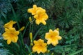 Close-up of bright yellow-orange daylily Hemerocallis hybrida Stella de Oro on green leaves background in spring garden Royalty Free Stock Photo