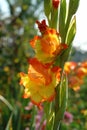 A close up of bicolor gladiolus of the 'Princess Margaret Rose' variety (Sword-Lily) in the garden Royalty Free Stock Photo