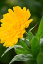 Close up of Bright Yellow Calendula Officinalis or Pot Marigold Flowers by Maria Rutkovska Royalty Free Stock Photo