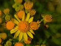 Bright yellow ragwort flower close-up - jacobeae vulgaris