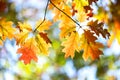 Close up of bright yellow and red maple leaves on fall tree branches with vibrant blurred background in autumn park Royalty Free Stock Photo